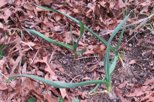 garlic sproutt.jpg